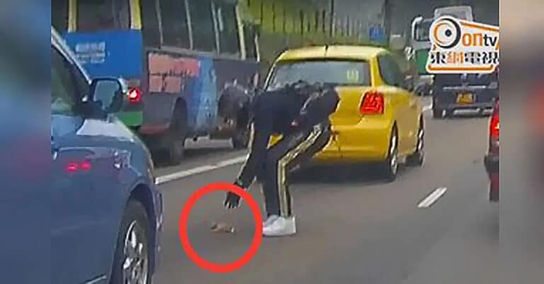 Aflat pe o autostrada aglomerată un motociclist si-a riscat viata pentru a salva un pisoi