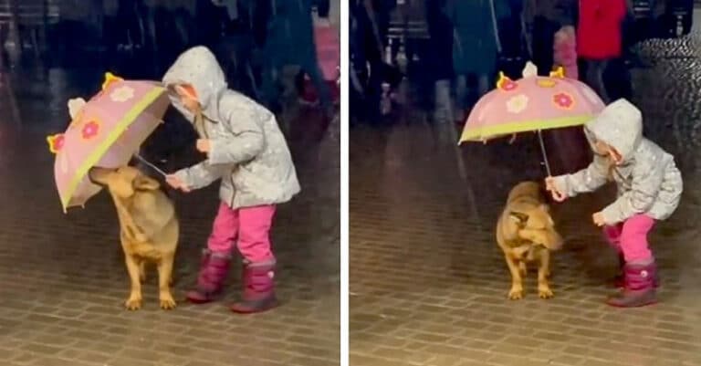 Fara sa stea prea mult pe ganduri o fetita decide sa protejeze un câine fara adapost de ploaie