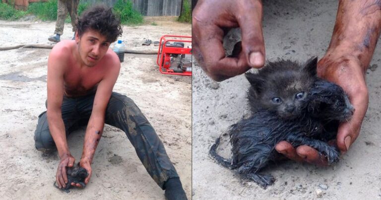 Un tânăr a salvat nişte pisoi din petrolul deversat accidental şi le-a oferit o casă nouă