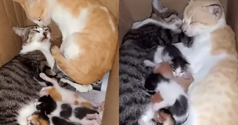 Acest motan este atât de fericit că este tată încât vrea să le arate tuturor asta. Este adorabil!