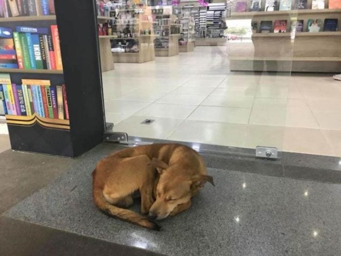 Câine ajunge viral după ce fură o carte dintr-o librărie. Angajații îl iubesc!