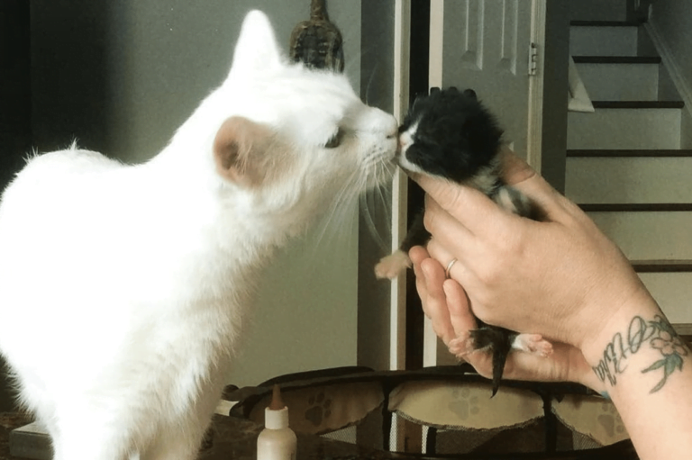 Un pisoi salvat se comportă ca un tată pentru pisicile bolnave. Asta demonstrează că și animalele au suflet!