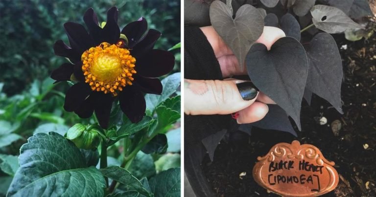 Uitați-vă la grădina plină cu multe soiuri de flori negre şi aflați cum puteți avea una la fel