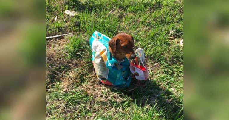 Povestea câinelui blocat într-un sac la marginea drumului. Ce fel de om ar face așa ceva?