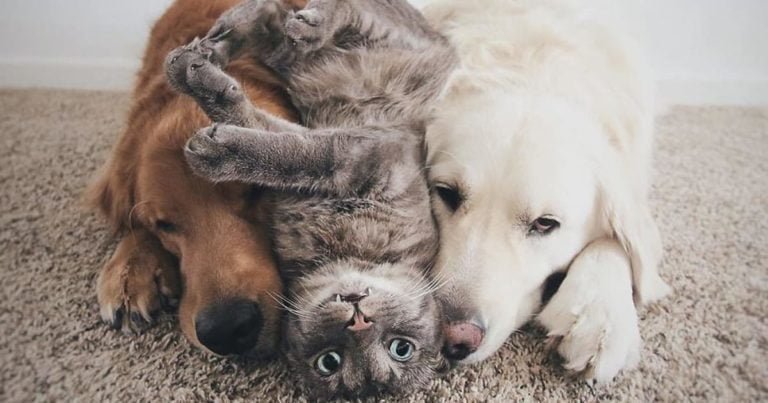 Faceți cunoștință cu cei mai buni prieteni! O pisică și doi câini adoră să facă totul împreună