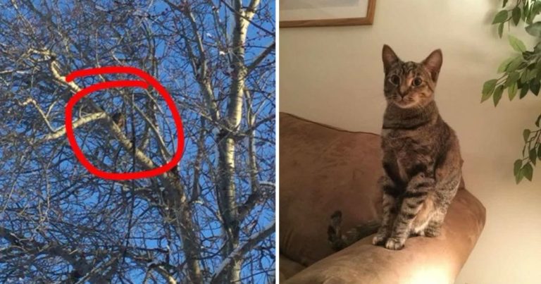 O pisică a stat 9 zile într-un copac mieunând după ajutor. Gestul eroic al unui tănar i-a salvat viaţa!