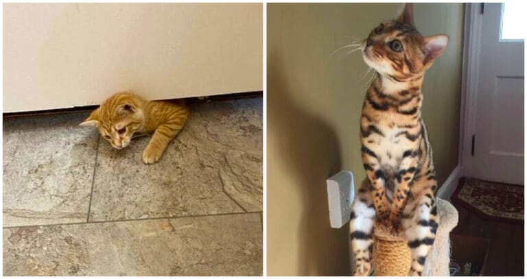 15 imagini hilare care dovedesc că pisicile sunt „extratereștri”