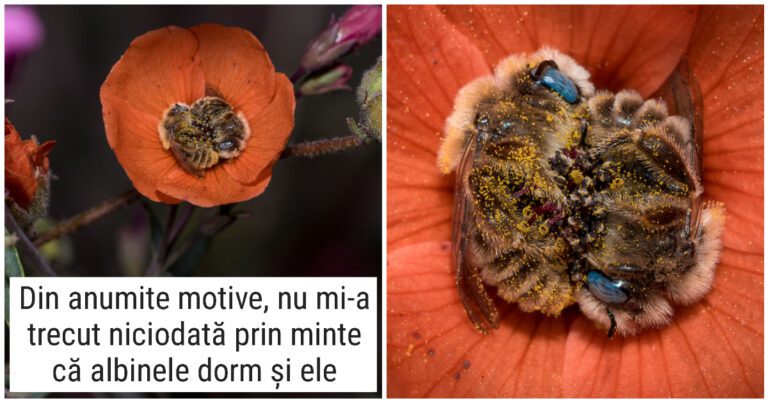 Un fotograf surprinde albinele cu ochi albaștri dormind noaptea în florile de portocal