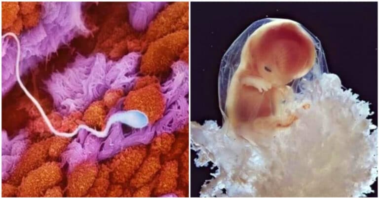 22 de imagini uimitoare care arată etapele de dezvoltare ale unui copil înainte de a se naște
