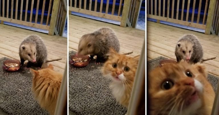 Reacția comică a unei pisici când un opossum îi fură mâncarea. Adorabil!