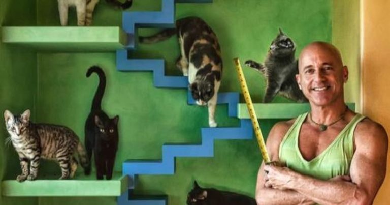 Un iubitor de pisici a investit o avere pentru a-și transforma casa într-un loc de joacă pentru acestea