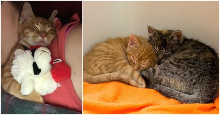 Povestea emoționantă despre prietenia a două pisici inseparabile