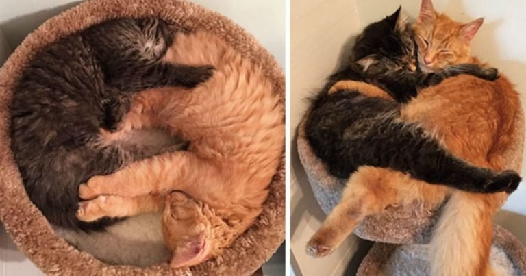 Înainte și după – poze cu animale care au crescut împreună