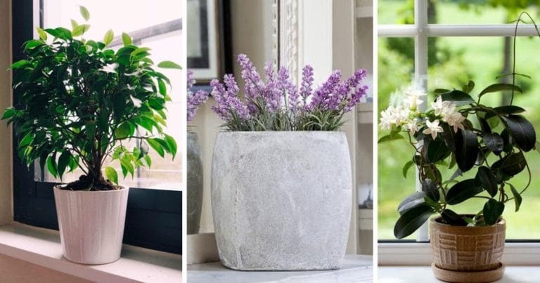 10 plante care te vor ajuta să dormi mai bine