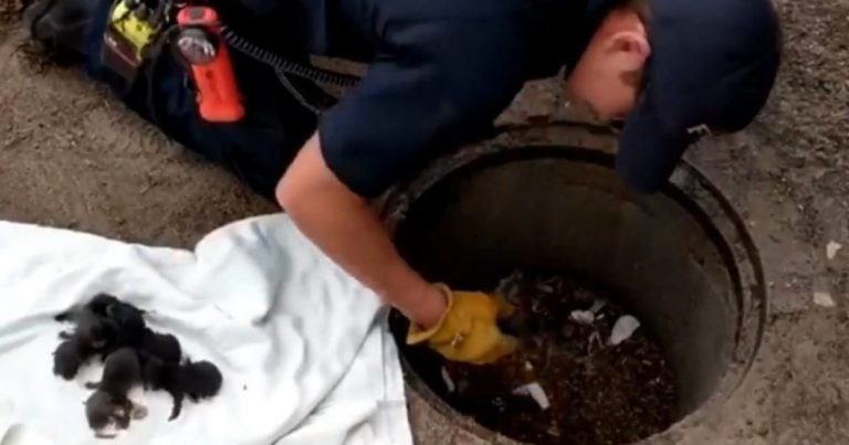 Pompieri care salvează câțiva căței dintr-un sistem de canalizare află că aceştia nu sunt deloc cea ce par
