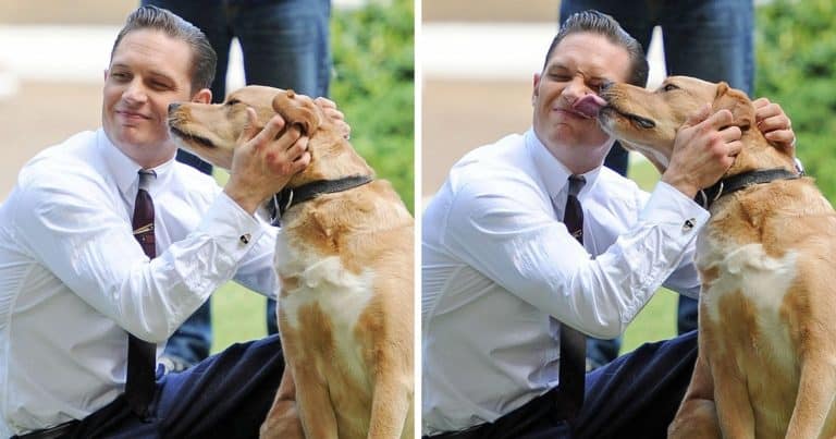14 fotografii legendare care demonstrează că dragostea lui Tom Hardy pentru câini este nemărginită