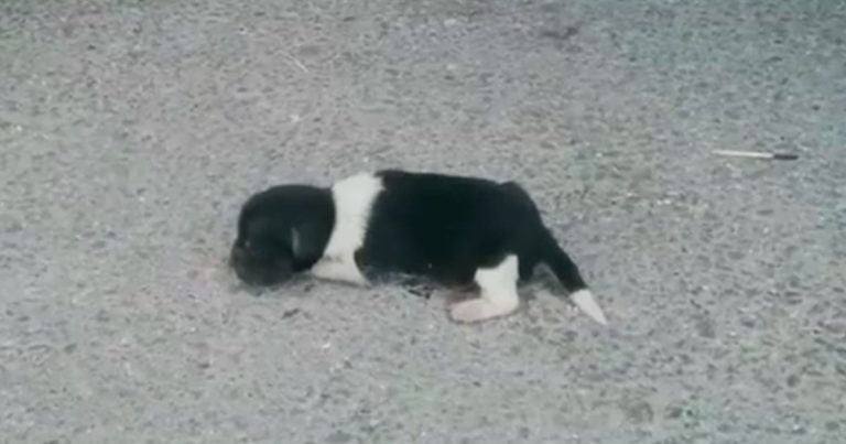 Un pui cățel a fost găsit abandonat și plângând – totuși și-a regăsit încrederea în oameni