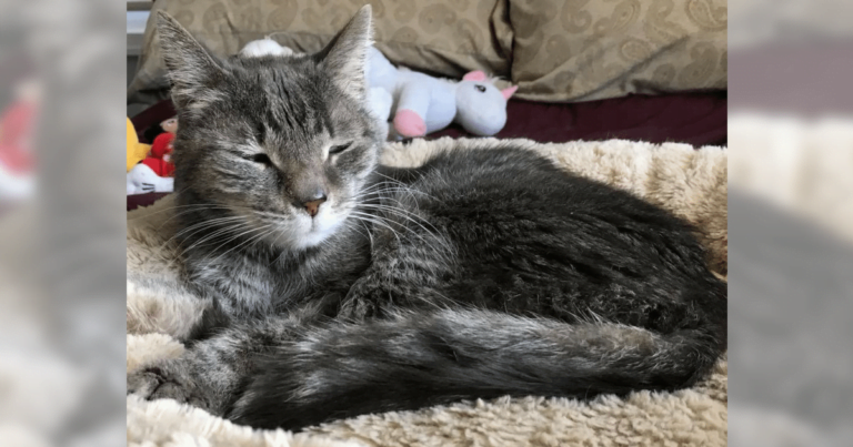 thomas_senior_cat_rescued_featured