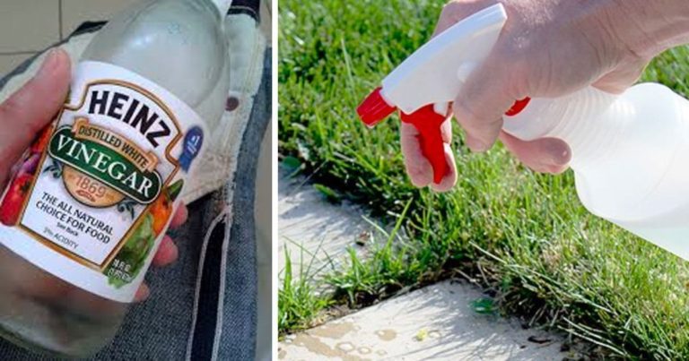 10 moduri in care puteți folosi oțetul în grădina dumneavoastră