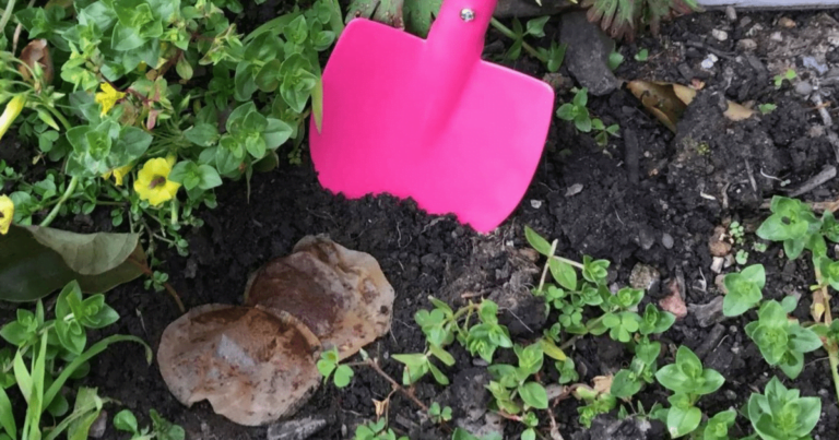 Nu aruncați plicurile de ceai, iată 10 motive pentru care ar trebui să le plantați în loc