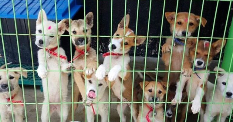 O salvare miraculoasă a unor cățeluși din Koreea. O poveste emoționantă despre oameni care au un suflet mare!